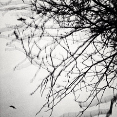 240x240 The World's Best Photos Of Graphicdesign And Overlay