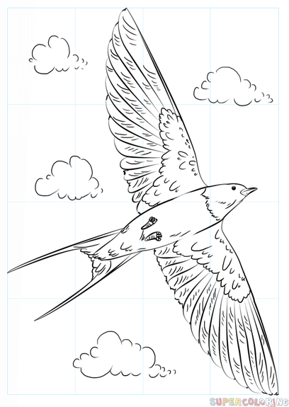 408x575 How To Draw A Barn Swallow Step By Step Drawing Tutorials
