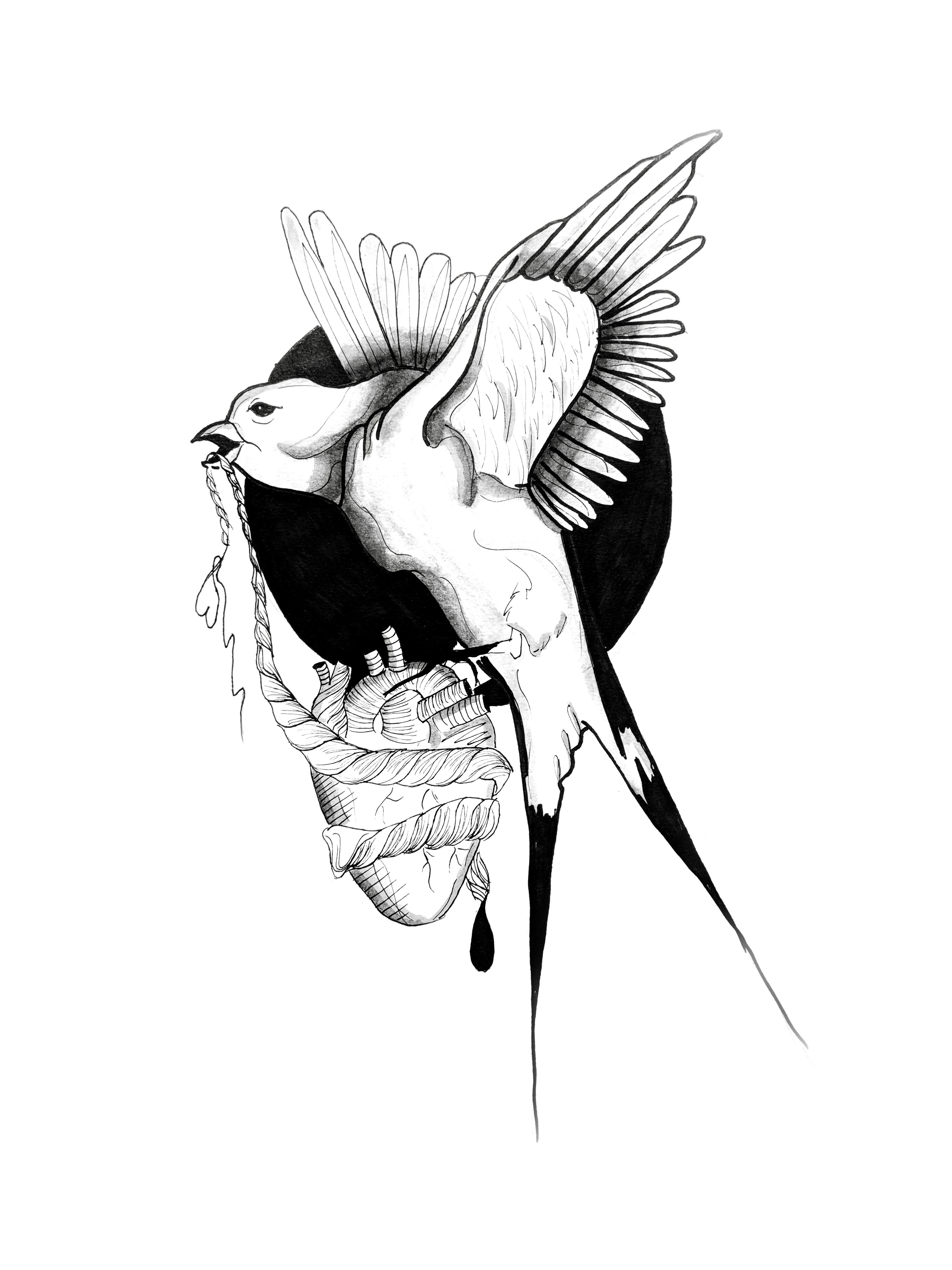 3643x4858 Swallow Zara Pozko