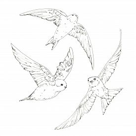 275x275 Swallows Outline Images