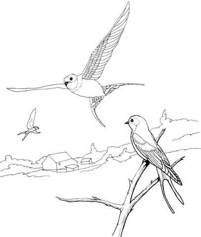 407x480 Barn Swallows Coloring Page Free Printable Coloring Pages