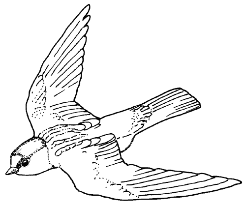 500x423 Cliff Swallow Texas Parks Amp Wildlife Department