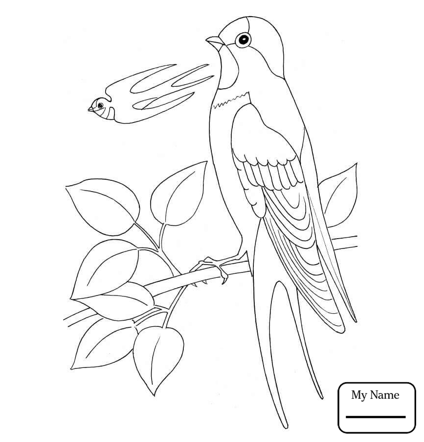 867x902 Swallow 17 Birds Coloring Pages For Kids