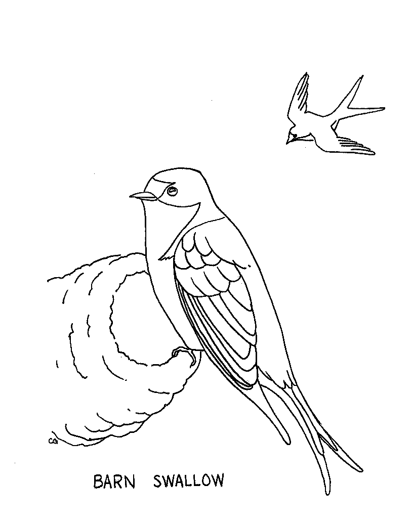 812x1044 Swallow Coloring Pages