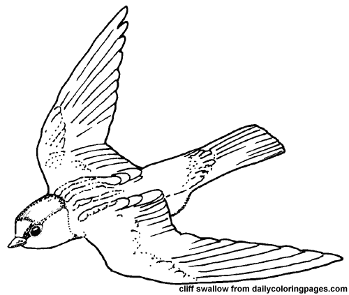 500x423 Texas Cliff Swallow Bird Coloring Pages 7944,