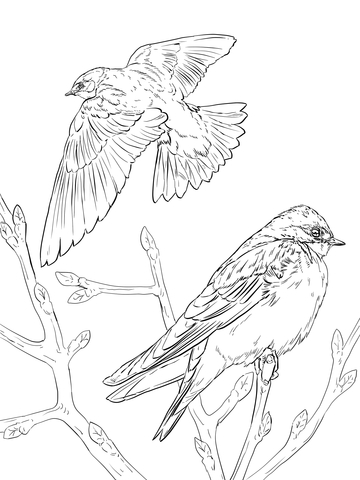 360x480 Realistic Tree Swallows Coloring Page Free Printable Coloring Pages