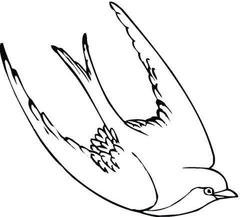 480x435 Swallow Bird Coloring Page Free Printable Coloring Pages