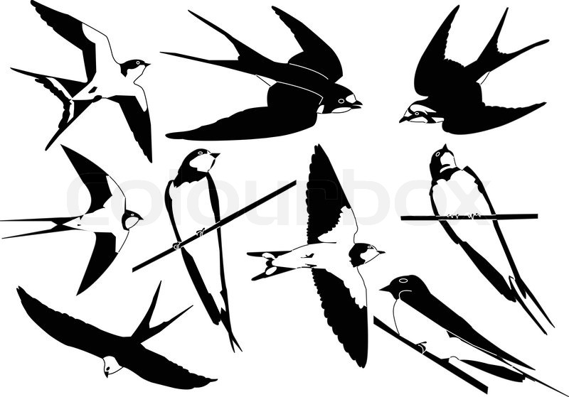 800x559 Swallows Colection Eps Stock Vector Colourbox