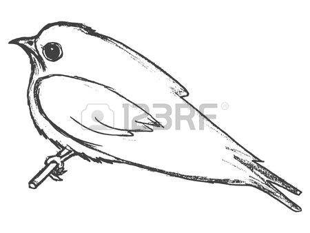 450x338 Vector, Sketch, Hand Drawn Illustration Of Swallow Royalty Free