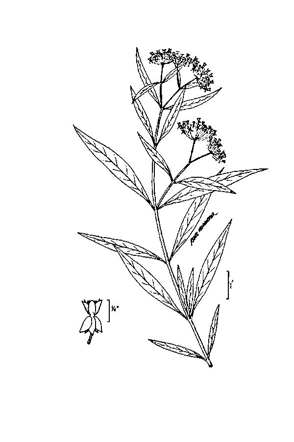 600x900 Large Image For Asclepias Incarnata (Swamp Milkweed) Usda Plants