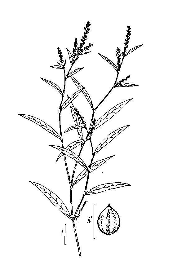 600x900 Large Image For Polygonum Hydropiperoides (Swamp Smartweed) Usda