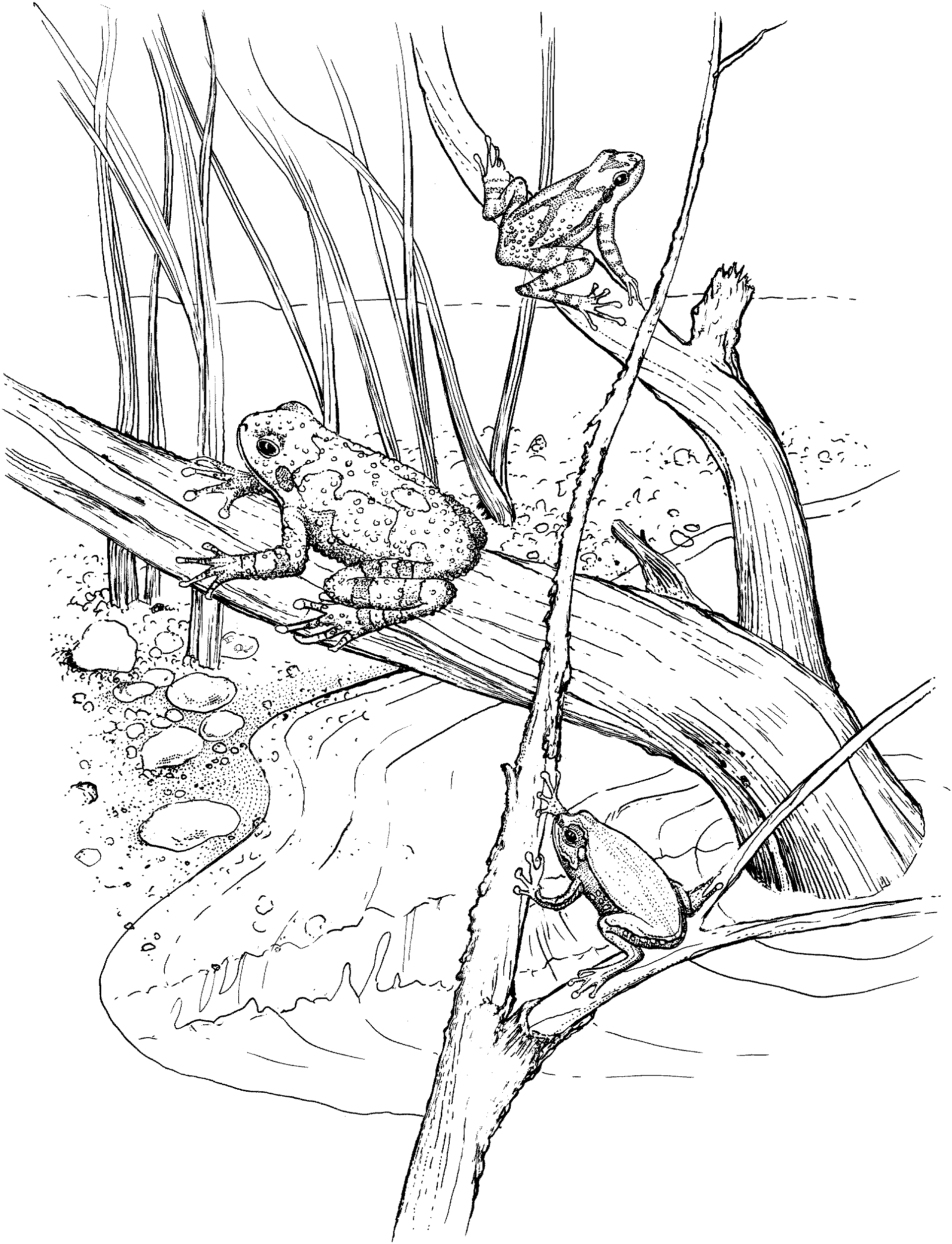 1918x2508 Swamp Hut Coloring Page Everglades Coloring Pages