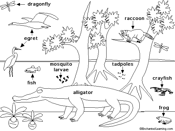 560x421 Swamp Life Animal Printouts