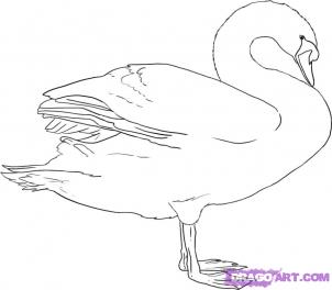 302x264 How To Draw Swans Drawing Tutorials Amp Drawing Amp How To Draw Swan