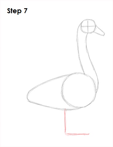 386x500 How To Draw A Swan