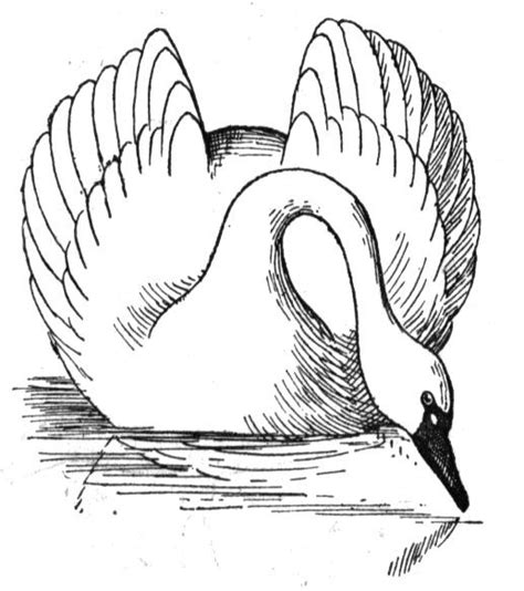 474x534 Swan Coloring Page