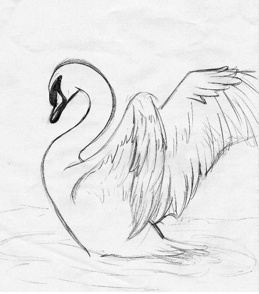 506x573 Get My Swan Tattoo Something Like This. ((Not My Sketch