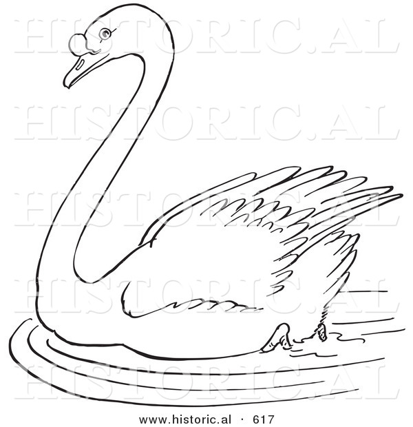 600x620 Historical Vector Illustration Of A Swimming Swan In A Pond