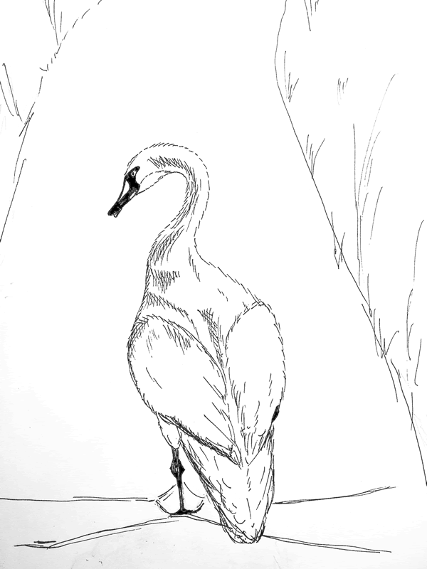 600x800 Swan Molif En