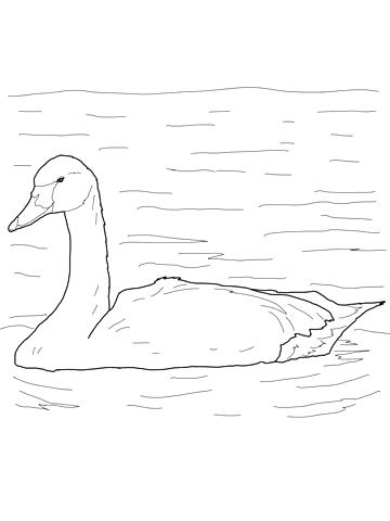 360x480 Swan Animal Coloring Pages Drawing Swan For Coloring Page Shirt