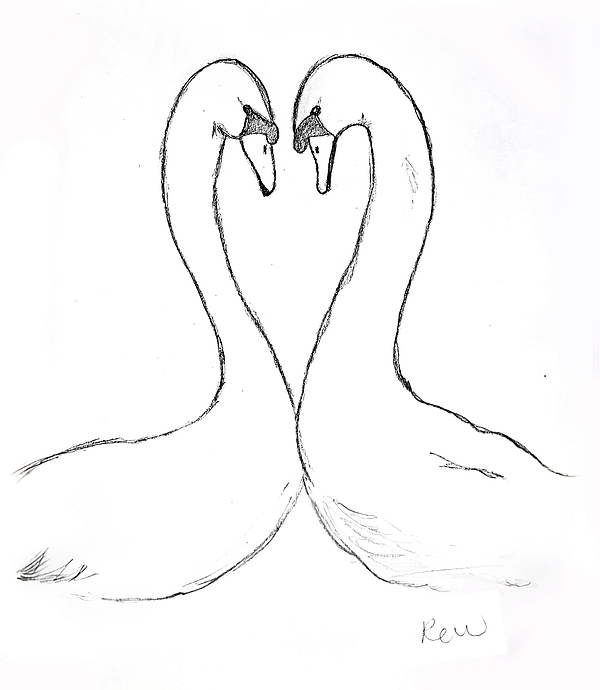 600x690 Swan Love Without Words Drawing By Rebecca Wood