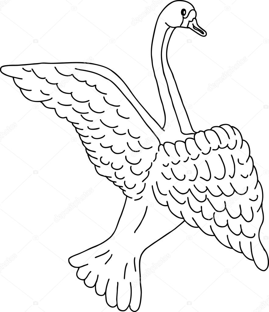 883x1024 Swan Sketch, Illustration Stock Vector Nadyaus