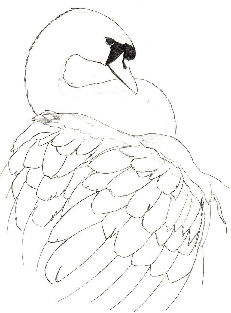 769x1039 Swan Sketch By Nemalo Cottage