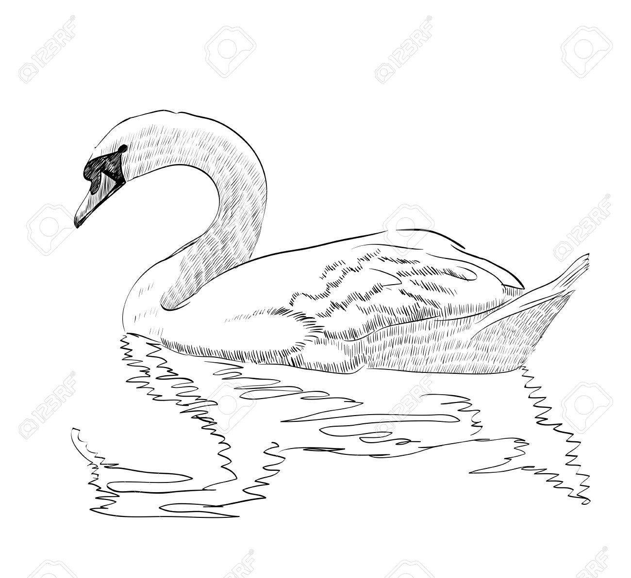 Swan Drawing Images at GetDrawings | Free download