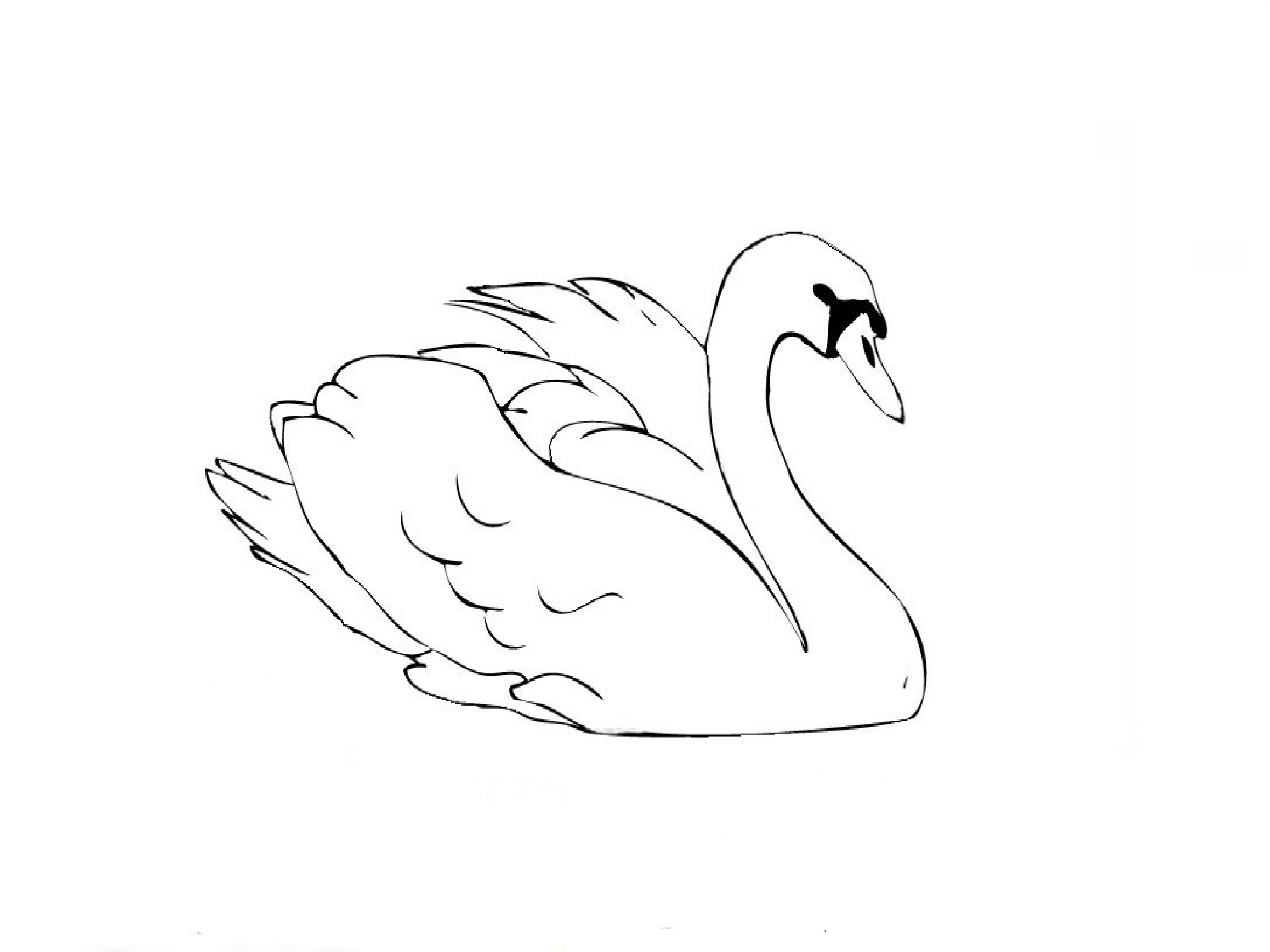 2592x1944 How To Draw A Swan How To Draw