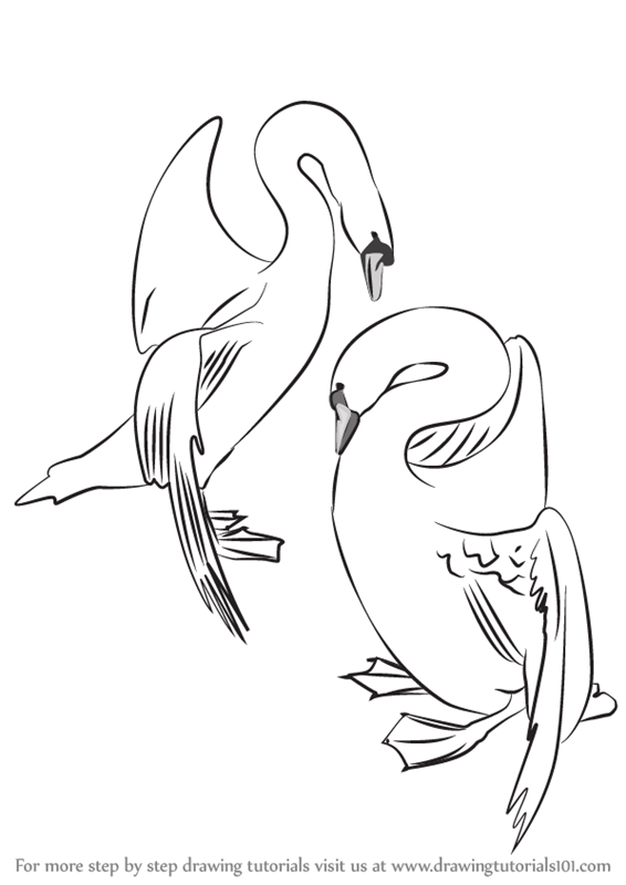 566x800 Learn How To Draw A Swans In Love (Birds) Step By Step Drawing