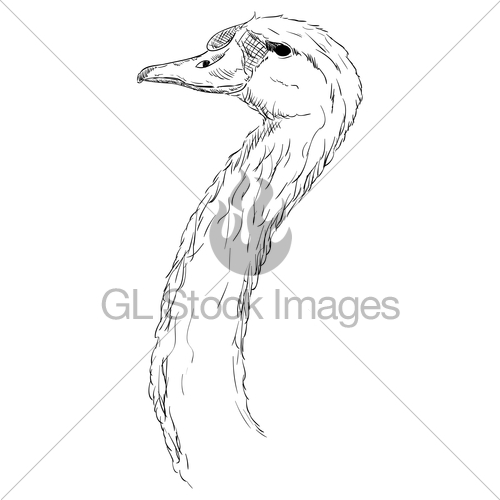 500x500 A Swan Head Gl Stock Images