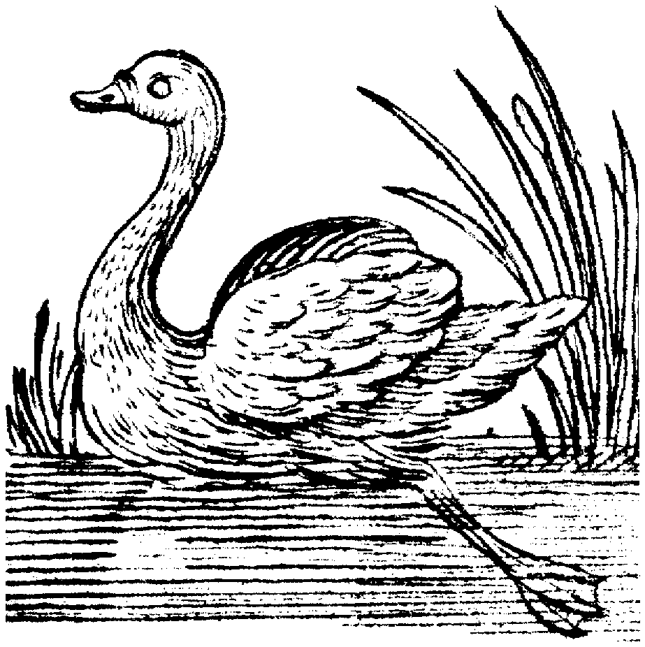 923x926 Free Swan Coloring Pages
