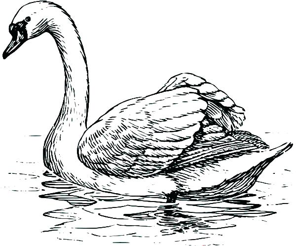 Swan Line Drawing at GetDrawings | Free download