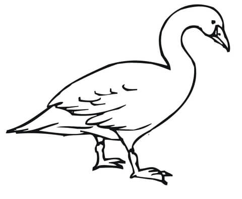 480x394 Walking Swan Coloring Page Free Printable Coloring Pages