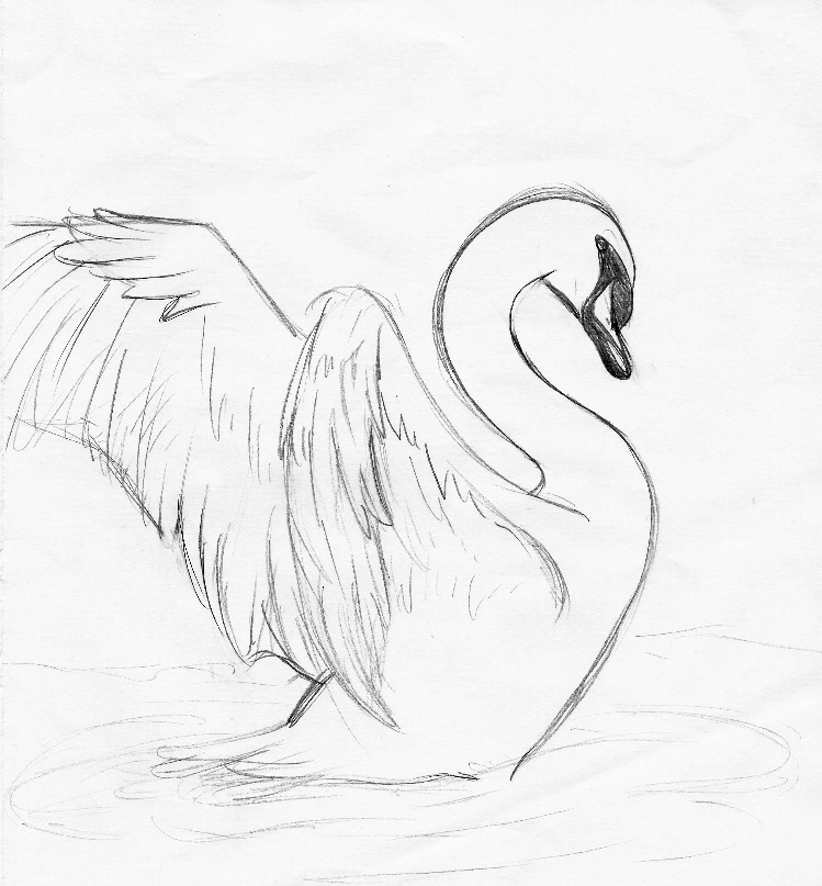 749x807 Swan Sketch By Elenaeris