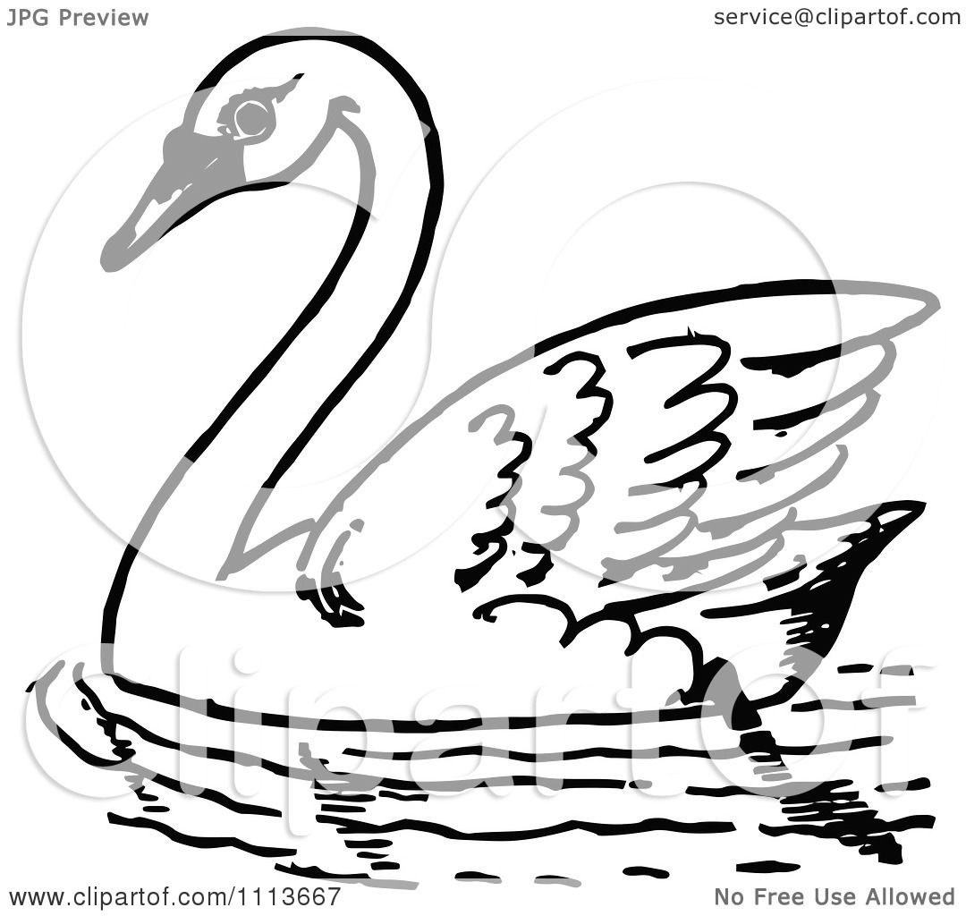 1080x1024 Clipart Vintage Black And White Swimming Swan