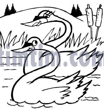 338x364 Free Drawing Of Swans Bw2 From The Category Birds Amp Insects