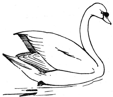 474x405 Swan Coloring Page