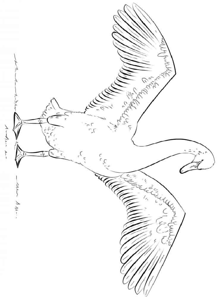 750x1000 Swan Coloring Pages. Download And Print Swan Coloring Pages