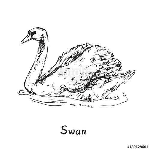 500x500 Swans Couple, Hand Drawn Doodle Sketch With Inscription, Vector