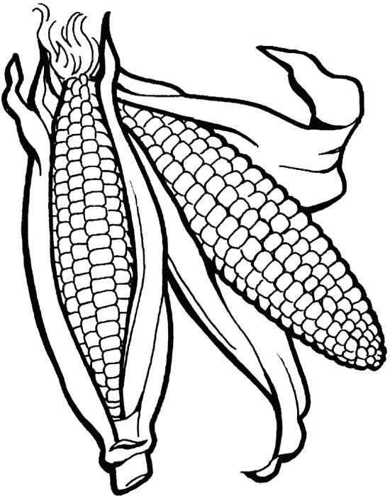550x700 Indian Corn Coloring Page Thanksgiving Corn Coloring Pages