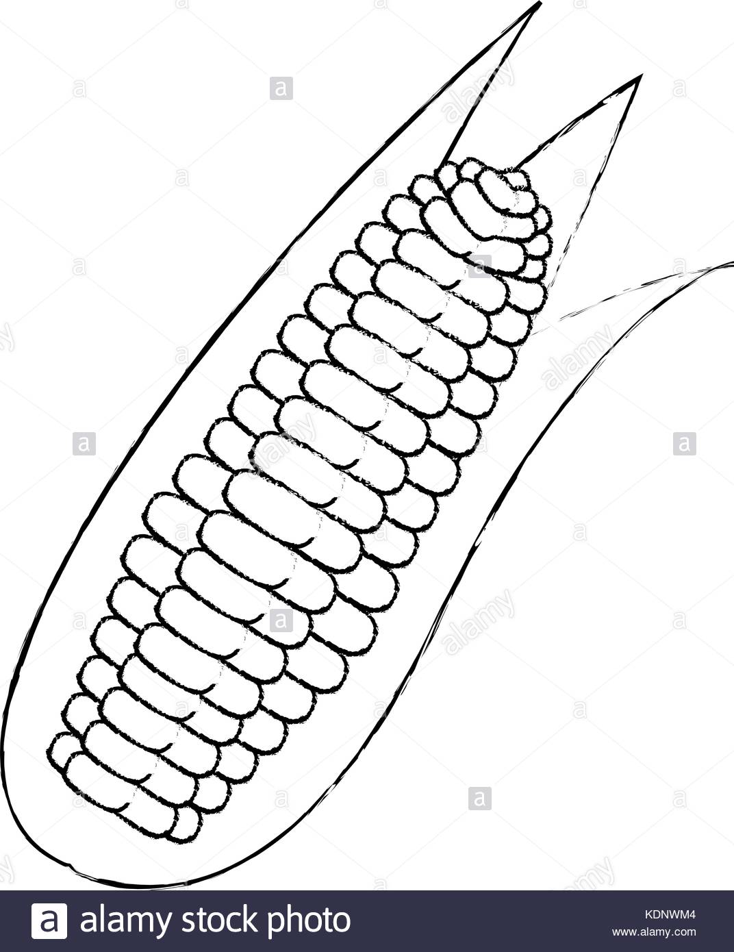 Sweet Corn Drawing at GetDrawings | Free download