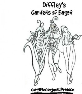 264x300 Sweet Corn Organic Farming Works