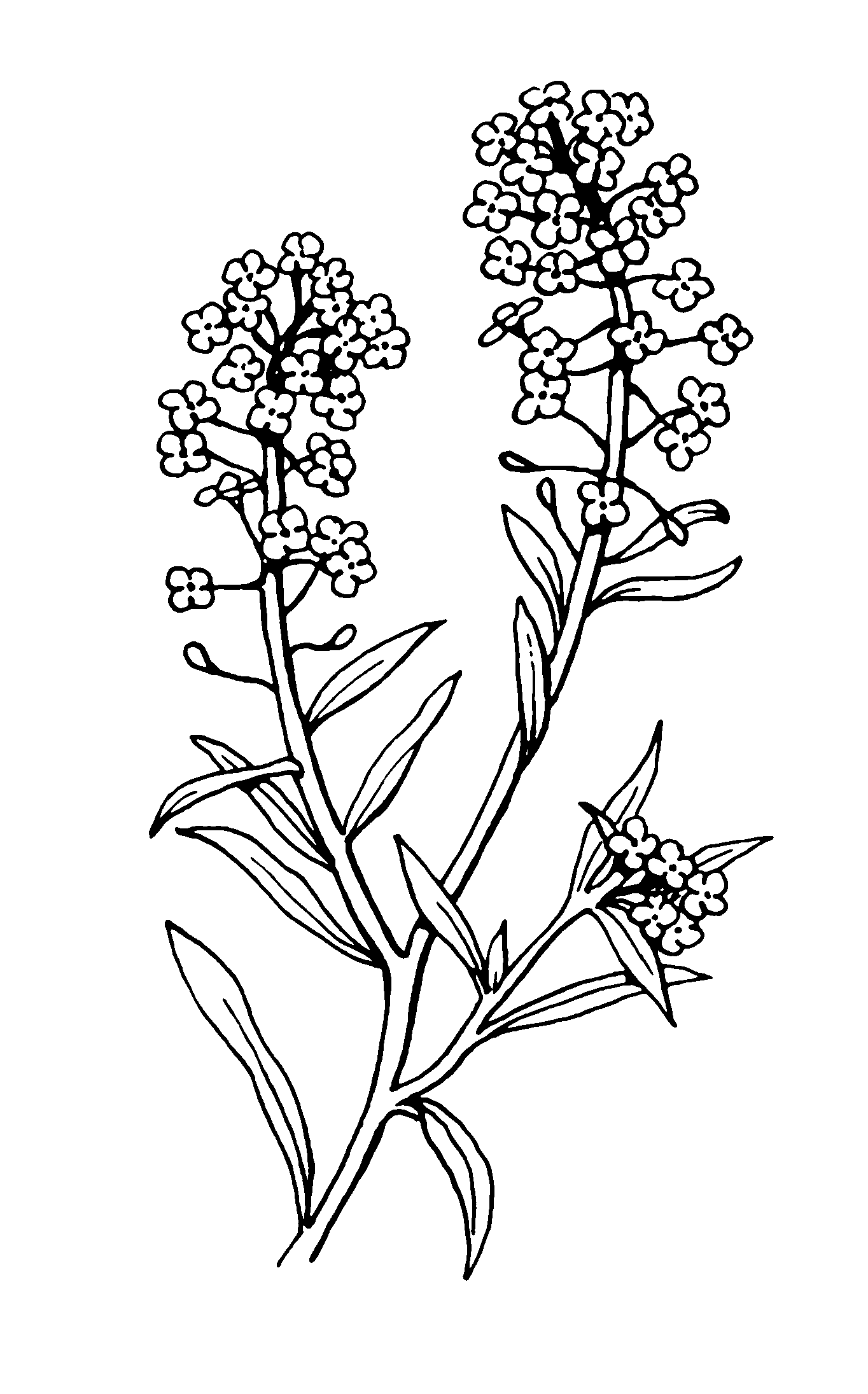 1364x2191 Sweet Alyssum Drawing
