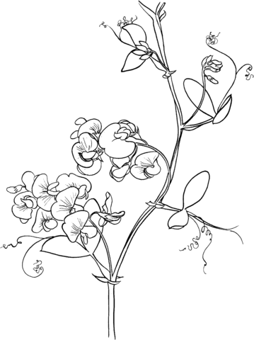 359x480 Lathyrus Odoratus Or Sweet Pea Coloring Page Free Printable