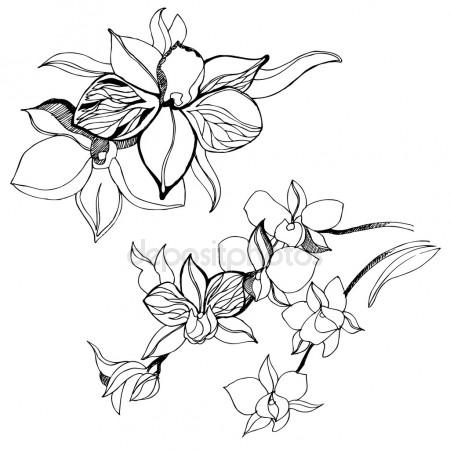 450x450 Sweet Pea Flower Drawing Sketch Black White Line Art Stock