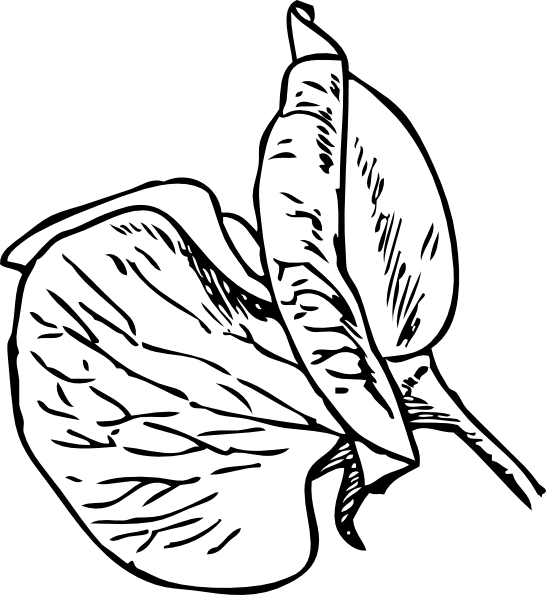 546x595 Sweet Pea No Colour Clip Art