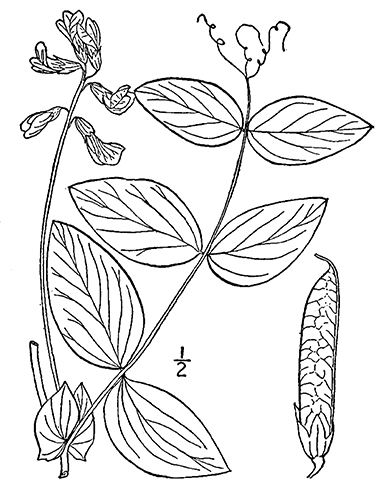 380x486 Cream Pea, Lathyrus Ochroleucus Hook.