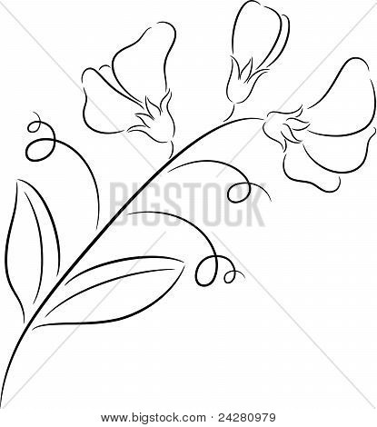 415x470 Sweet Pea Vector Amp Photo Bigstock