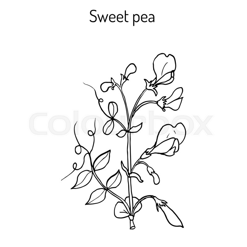 800x800 Sweet Pea (Lathyrus Odoratus). Hand Drawn Botanical Vector